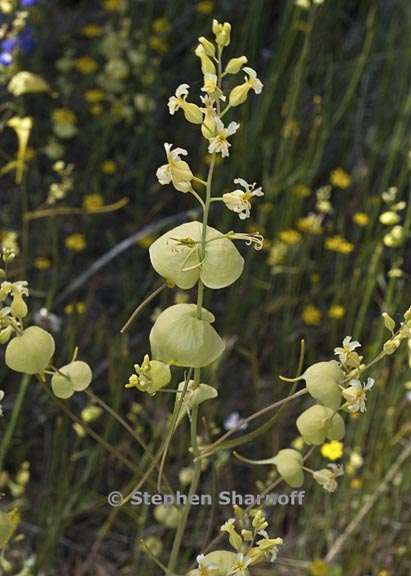 streptanthus diversifolius 1 graphic